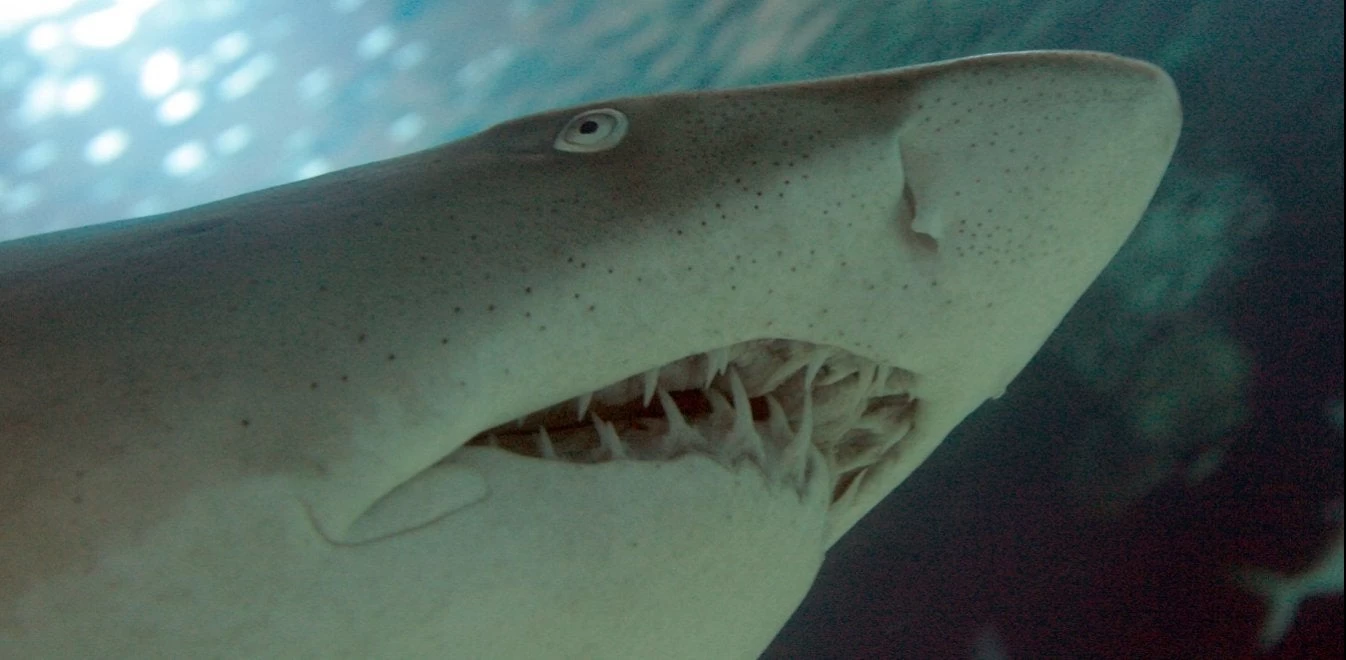 Κρήτη: Το μεροκάματο του τρόμου – Κολυμπώντας ανάμεσα σε καρχαρίες (βίντεο)